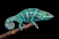 Male Nosy Faly panther chameleon on a branch on a black background Royalty Free Stock Photo