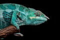 Male Nosy Faly panther chameleon on a branch on a black background Royalty Free Stock Photo