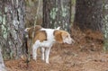 Beagle dog peeing