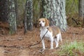 Beagle rabbit hunting dog, Georgia Royalty Free Stock Photo