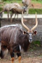 Male Nyala