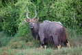 Male Nyala