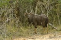 Male nyala antelope, South Africa Royalty Free Stock Photo