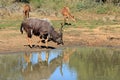 Nyala antelope drinking water Royalty Free Stock Photo