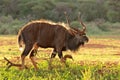 Male Nyala antelope Royalty Free Stock Photo