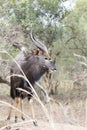 Male Nyala