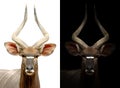 Male nyala on dark and white background