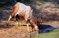 Male Nyala drinking at Mkhuze waterhole Royalty Free Stock Photo