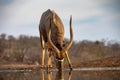 Male nyala drinking from a pool during sunset