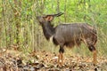 Male nyala