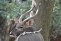 Male nyala near tree3