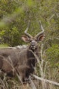 Male Nyala South Africa