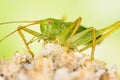 Male of Oak Bush-Cricket, Meconema thalassinum. Royalty Free Stock Photo