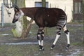 Male okapi, Okapia johnstoni Royalty Free Stock Photo