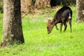 Young male okapi eating grass Royalty Free Stock Photo