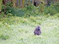 Male Olive Baboon (Papio anubis) is sits in the wet grass after rain Royalty Free Stock Photo