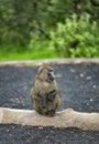 Male Olive Baboon Papio anubis is sits with wet wool after rain