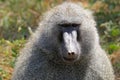 Male olive baboon Royalty Free Stock Photo