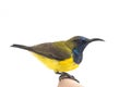 Male Olive-backed sunbird - Cinnyris jugularis,  Nectarinia jugularis also known as the yellow-bellied sunbird, Royalty Free Stock Photo