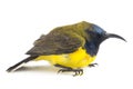 Male Olive-backed sunbird - Cinnyris jugularis,  Nectarinia jugularis also known as the yellow-bellied sunbird, Royalty Free Stock Photo