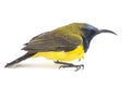 Male Olive-backed sunbird - Cinnyris jugularis,  Nectarinia jugularis also known as the yellow-bellied sunbird, Royalty Free Stock Photo