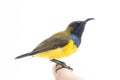 Male Olive-backed sunbird - Cinnyris jugularis,  Nectarinia jugularis also known as the yellow-bellied sunbird, Royalty Free Stock Photo