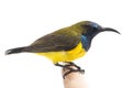 Male Olive-backed sunbird - Cinnyris jugularis,  Nectarinia jugularis also known as the yellow-bellied sunbird, Royalty Free Stock Photo