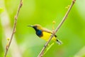 Male Olive-backed sunbird Royalty Free Stock Photo