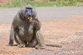 Male Olive, or Savanna, Baboon, Eating Fruit