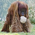 Male orang-outang with paper ball in its mouth