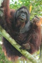 Male Orang-utan Eating Figs, Borneo. Royalty Free Stock Photo
