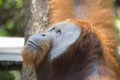 A male Orang-utan in the forest of Kalimantan