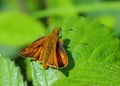 Large Skipper butterfly - Ochlodes sylvanus resting on a leaf Royalty Free Stock Photo