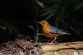 Male orange headed thrush