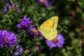 Male Orange sulfur butterfly or Colias eurytheme on New England Aster in the late summer sun. Royalty Free Stock Photo