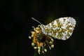 Male Orange Tip, Anthocharis cardamines