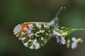 Male Orange -Tip Butterfly Royalty Free Stock Photo