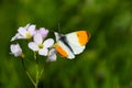 A male orange tip butterfly Anthocharis cardamines Royalty Free Stock Photo