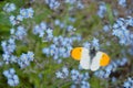 Male orange tip butterfly Anthocharis cardamines