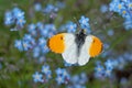 Male orange tip butterfly Anthocharis cardamines