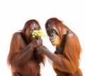 a male orangutan gives flowers to a female orangutan, on a white background, love, Royalty Free Stock Photo