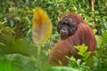 Male orangutan orang-utan - Borneo