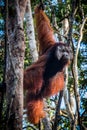 A male orangutan, stands watch in a tree