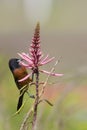 Male Orchard Oriole, Icterus spurius, on flower