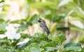 Male Orchard Oriole Icterus spurius Perched in a Leafy Plant