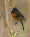 Male orchard oriole Icterus spurius