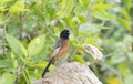 Male Orchard Oriole Icterus spurius Perched on a Rock