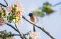 Male Orchard Oriole Icterus spurius Perched on a Tree