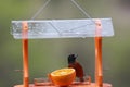 A male Orchard Oriole sitting on a bird feeder eating jelly