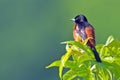 Male Orchard Oriole